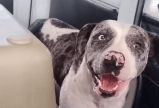 Perrita con una enfermedad venérea es rescatada en Portal Tunal: ahora busca un hogar