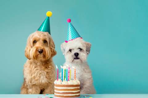 ¿Qué razas de perros tienen la esperanza de vida más larga?