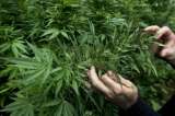 Los triunfos de la marihuana