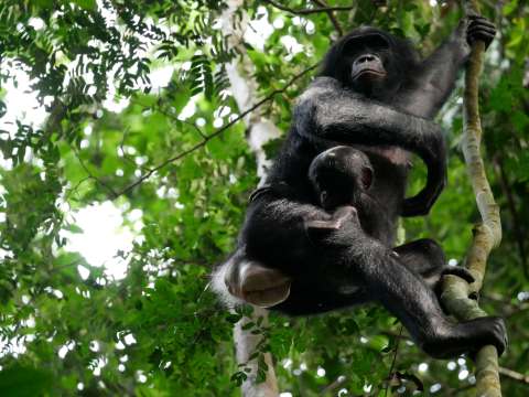 El estudio que muestra que los bonobos son más agresivos de lo que se pensaba