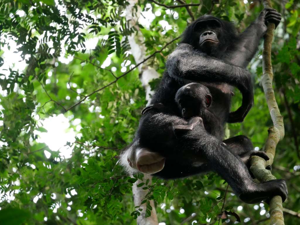 MADRID, 12/04/2024.-Dos ejemplares de bonobo en Kokolopori Bonobo Reserve (Democratic Republic of Congo). Un equipo internacional de investigadores ha hecho el seguimiento focal y comparativo más completo hasta la fecha de un grupo de bonobos y chimpancés, descubriendo que los machos bonobos son más agresivos de lo que se pensaba. Las conclusiones de su estudio, recogido este viernes en la revista Current Biology, se basan en el análisis de los índices de agresividad de los machos en tres comunidades de bonobos de la Reserva de Kokolopori (República Democrática del Congo) y dos comunidades de chimpancés del Parque Nacional de Gombe (Tanzania).EFE/ Maud Mouginot ***SOLO USO EDITORIAL/SOLO DISPONIBLE PARA ILUSTRAR LA NOTICIA QUE ACOMPAÑA (CRÉDITO OBLIGATORIO)***