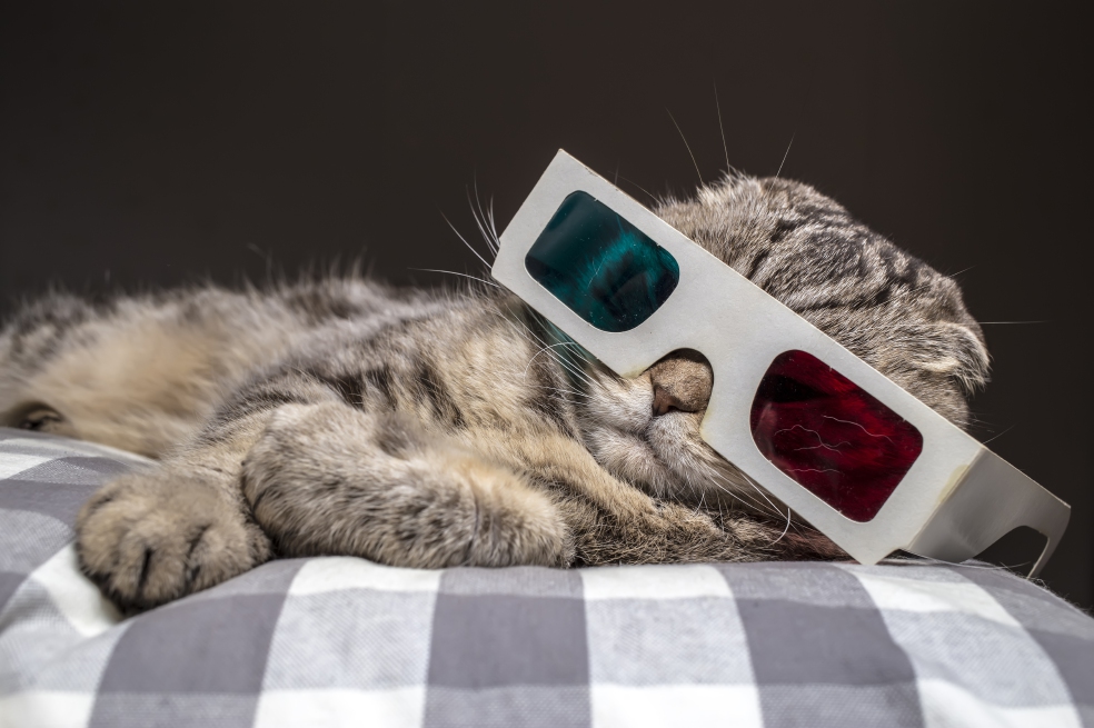 Los gatos se aburren con rapidez y suelen ir a buscar otras alternativas de diversión. / Getty Images