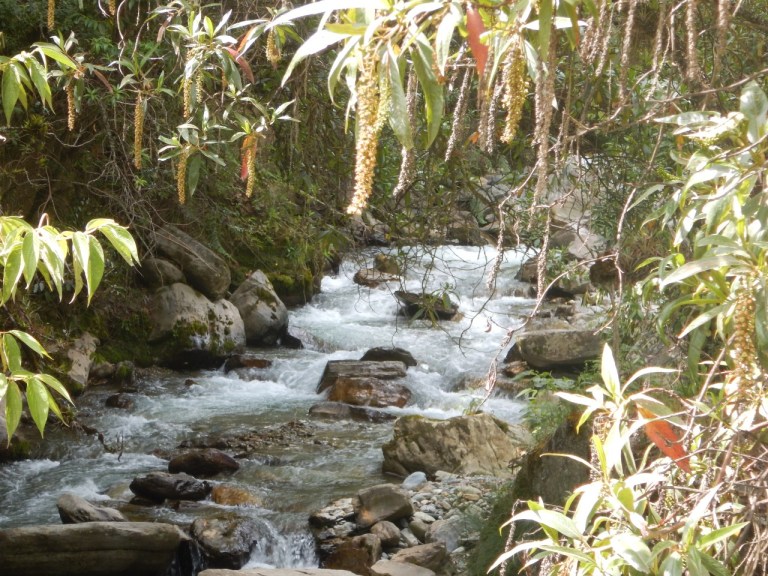 Los peces de Santurbán que podrían verse afectados por Minesa