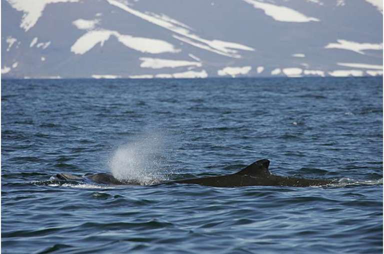 Descubrieron raro comportamiento en uno de los mamíferos menos vistos del mundo