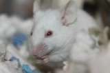 Científicos implantan falsos olores en cerebro de ratones