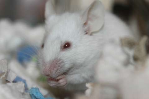 Científicos implantan falsos olores en cerebro de ratones