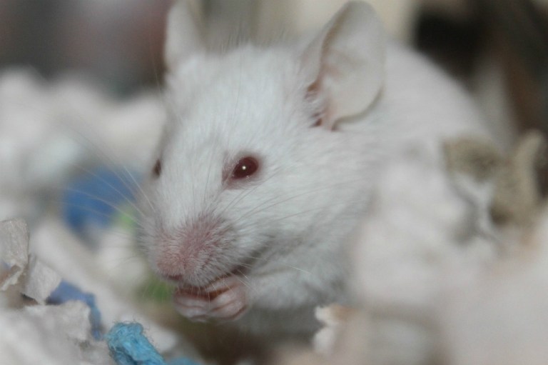 Científicos implantan falsos olores en cerebro de ratones