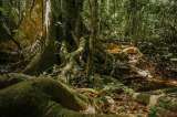 En el Plan Nacional de Desarrollo, aprobados más recursos para proteger la Amazonía