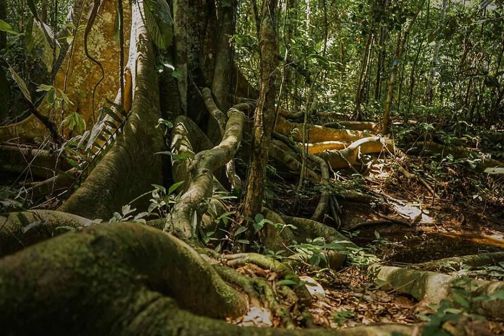 Esta foto de la amazonia colombiana se produjo como parte de #MaderaSucia, una investigación periodística transnacional que develó realidades sobre la deforestación en varios países de América Latina. / Leslie Moreno
