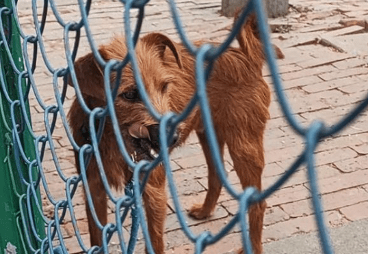 Abandonados y amarrados: así encontraron a dos perros en la UCA en Bogotá