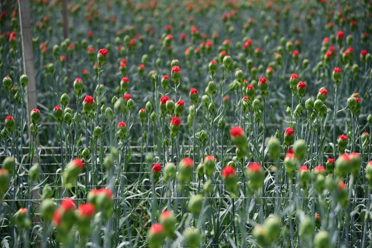 Cultivo de Flores