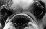 “Te fuiste siguiendo la sombra de tu dueño”: murió el perro de Rodolfo Hernández