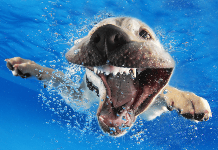 Este fotógrafo capta divertidas escenas de perros bajo el agua