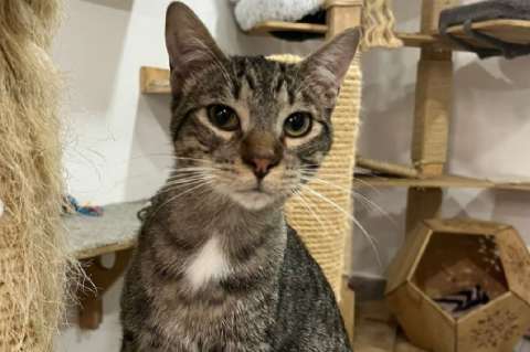 Botas y el riesgo de adoptar sin estar listos: fue devuelto por impulso