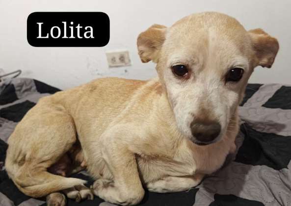 Tras atender varios casos críticos, refugio de animales lanza desesperado llamado de ayuda