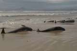 Autoridades encontraron 230 ballenas varadas en la costa occidental de Tasmania
