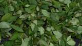 Lo que habría detrás de la primera licencia para vender biofertilizante con coca