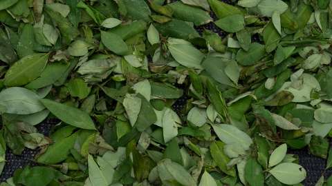 Lo que habría detrás de la primera licencia para vender biofertilizante con coca