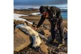 Aparece una nueva imagen de un oso polar desnutrido