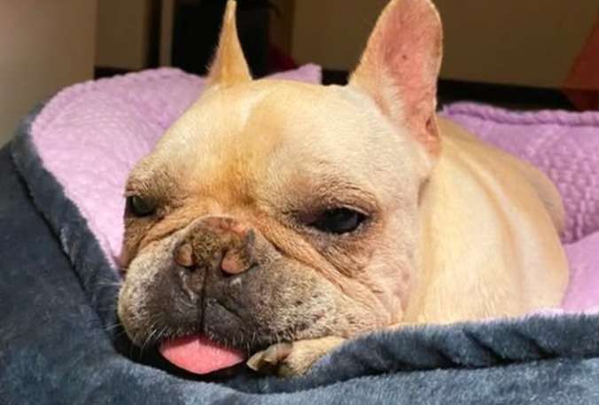 “Tengo cáncer y quiero conocer el mar antes de irme”: el último sueño de Stitch