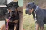 La historia del “perro más triste” que nadie quería adoptar en un refugio de animales