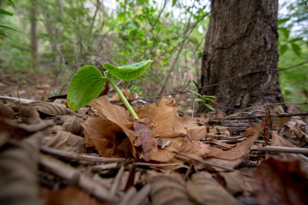 La mayoría de los remanentes de bosque seco tropical se concentran en el Caribe.
