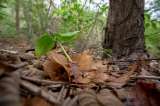 Los incentivos que afectaron el bosque seco tropical en Montes de María