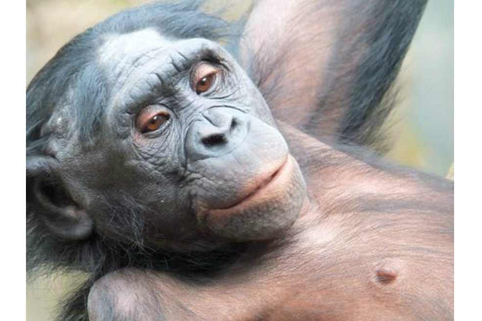 El porcentaje de grasa de un bonobo está entre 1 y 8.6%. El del humano, entre 15 y 30%. / @Keith Roper 