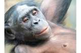 La grasa en la evolución humana