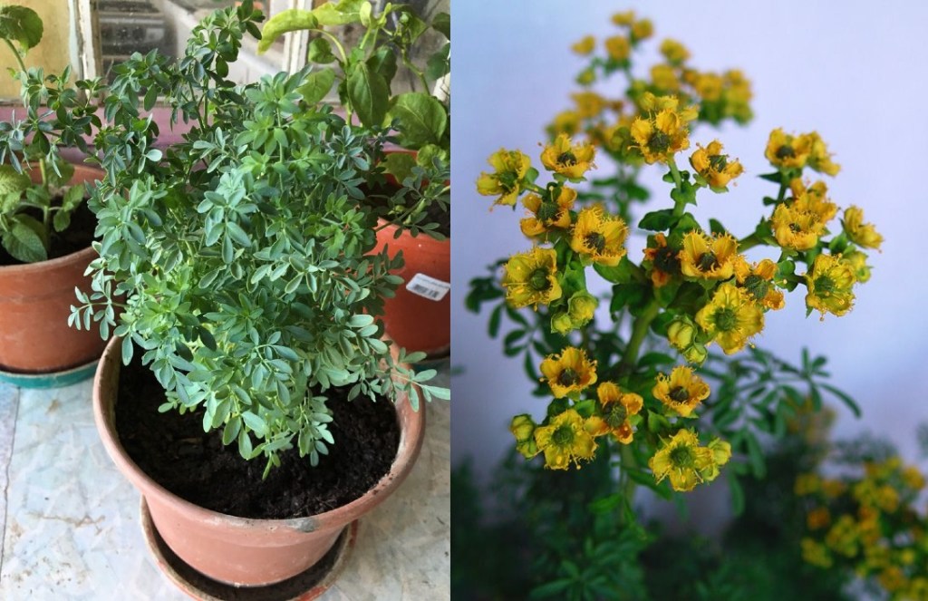 Descubre cómo puedes sembrar y cuidar tu propia planta de ruda en casa, que no solo es hermosa, sino también útil en la cocina y en la salud.