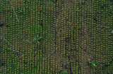 No se puede distinguir plantas de coca silvestres de usadas para producir cocaína