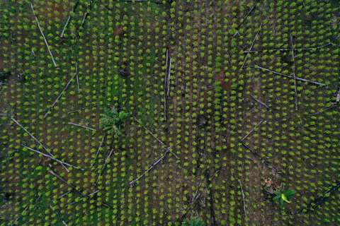No se puede distinguir plantas de coca silvestres de usadas para producir cocaína