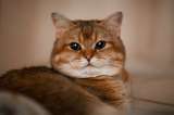 Es ley: en este país es obligatorio que todos los gatos tengan un microchip