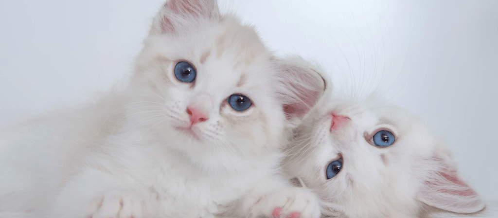 Curiosidades de gatos ¿cuántos gatos puede tener una gata en un embarazo?