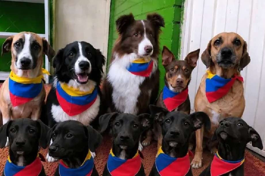 La "selección" de cuatro patas que busca un hogar definitivo