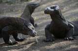 Ver de cerca un dragón de Komodo podría costar 500 dólares