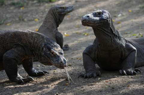 Ver de cerca un dragón de Komodo podría costar 500 dólares