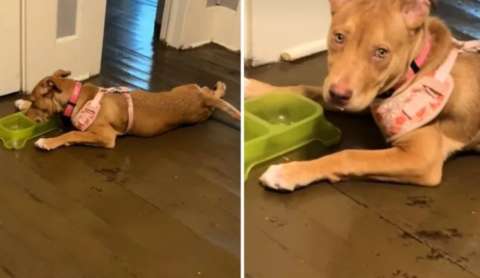 Su perrita, al sufrir ansiedad por separación, le dio una sorpresa nada agradable