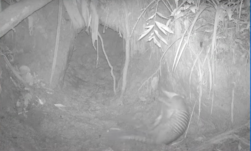 Esta es la primera vez que se logra captar en video la presencia de un ejemplar de esta especie en Colombia, considerado como el armadillo más grande del mundo.