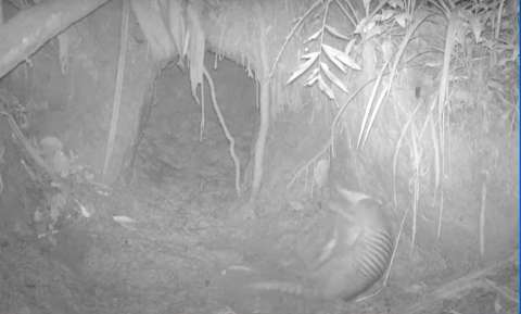 Cámaras trampa registran a armadillo gigante en La Macarena, Meta