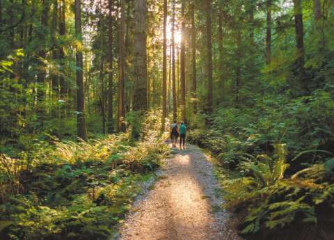 ¿Qué tiene que ver el covid-19 con los bosques y por qué hay que cuidarlos?