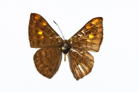 Descubren una nueva especie de mariposa que solo habita en Colombia