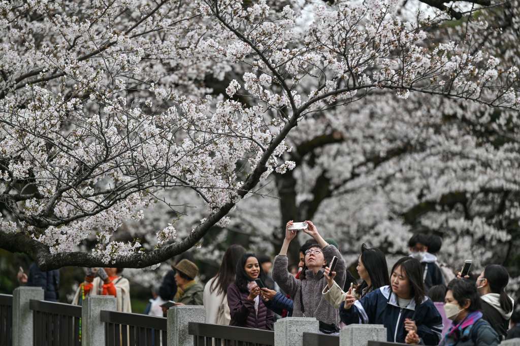 (FILES) This file photo taken on March 31, 2025 shows people taking photos of cherry blossoms by Kudanzaka Park as the blossom viewing season begins in full in central Tokyo.
