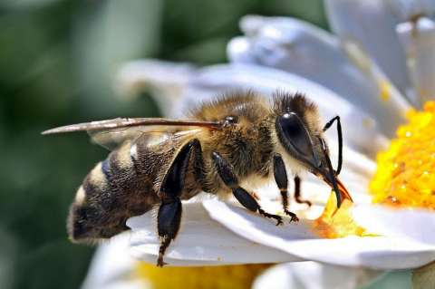 Abejas ayudarán a medir la contaminación del aire en Roma, Italia