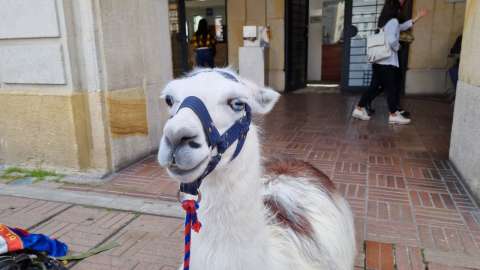(Fotos) Rescatan a dos llamas sobreexplotadas en la Plaza de Bolívar, en Bogotá