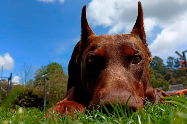 Bozal para perros: qué raza deben tenerlos, consecuencias y otros consejos