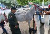 Autoridades de Medellín recuperan caballos enfermos utilizados para la recreación