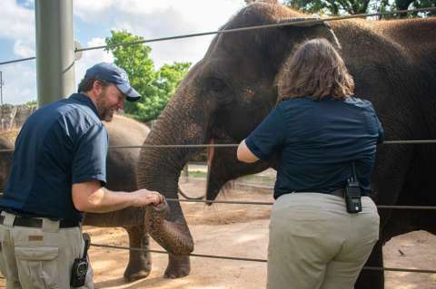 Vacunan al primer elefante asiático contra el virus del herpes, ¿por qué es importante?