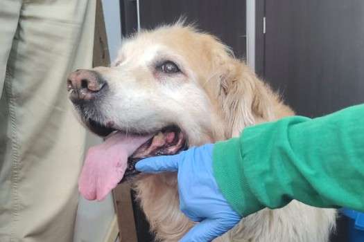 Samantha, perrita rescatada tras denuncias ciudadanas.