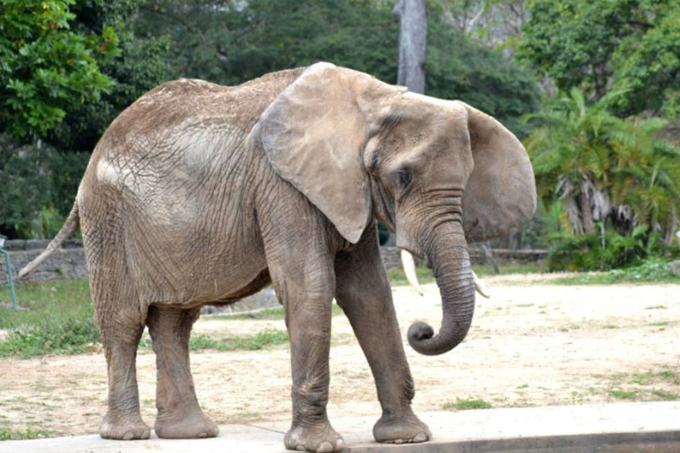 Ruperta, la elefanta de 48 años famosa por su condición extrema. / InParques